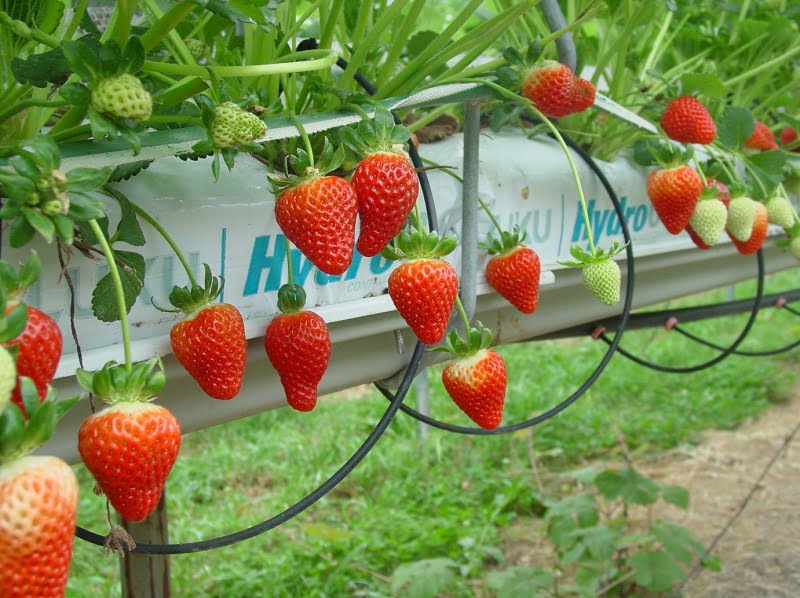 بذر توت فرنگی سابرینا فوق پربار هلندی خرید، قیمت، نحوه کاشت و نگهداری