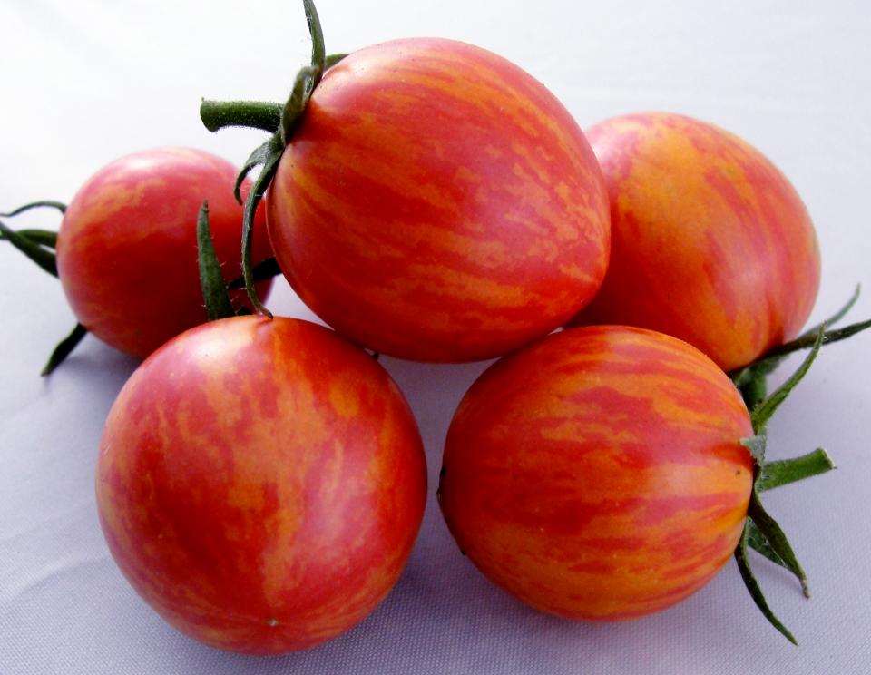 بذر گوجه فرنگی بامبلبی