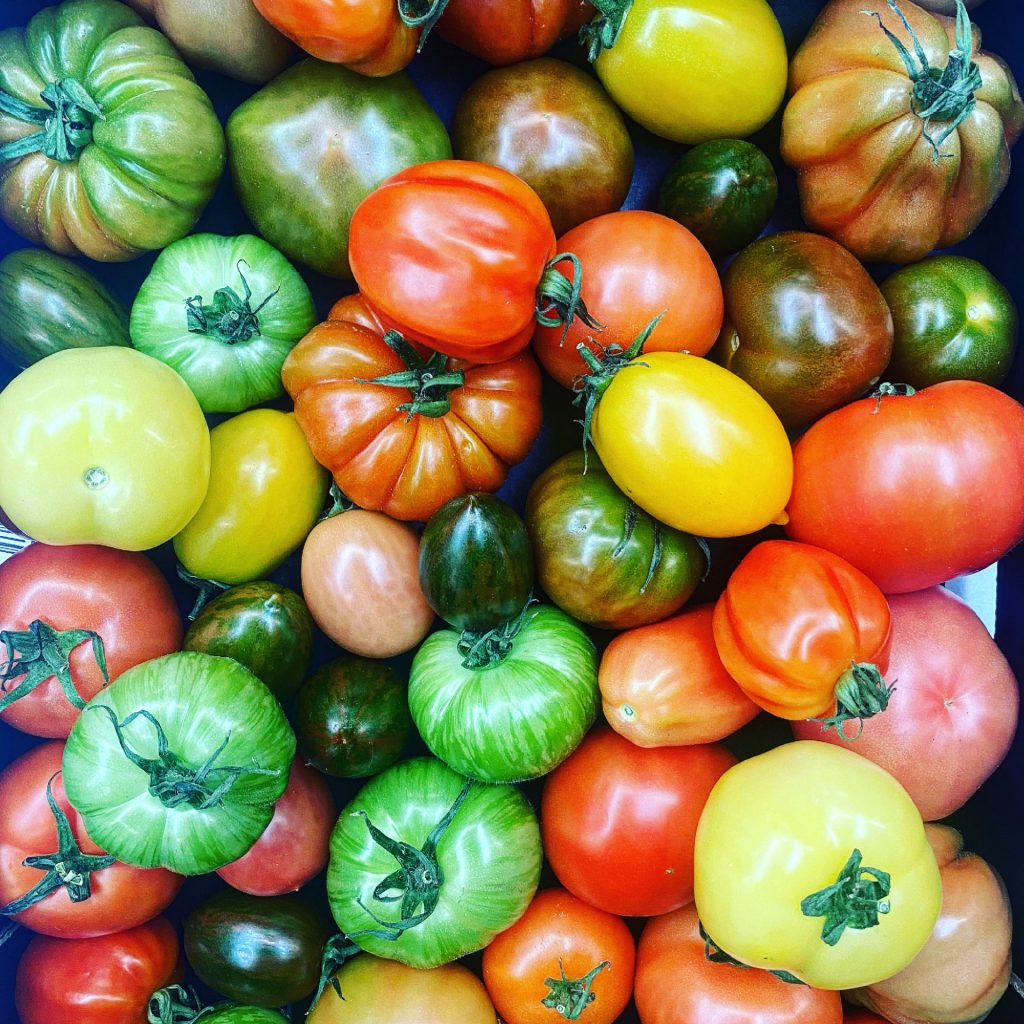 بذر گوجه فرنگی میکس آمریکایی خرید، قیمت، نحوه کاشت و نگهداری