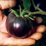 بذر گوجه‌ بلک بیوتی آمریکایی بسته 10 عددی